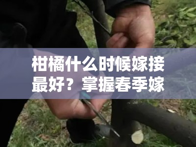 柑橘什么时候嫁接最好？掌握春季嫁接技术要点与最佳时机