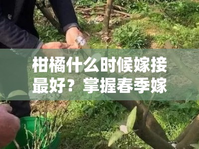柑橘什么时候嫁接最好？掌握春季嫁接技术要点与最佳时机
