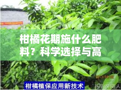 柑橘花期施什么肥料？科学选择与高效施用方法解析