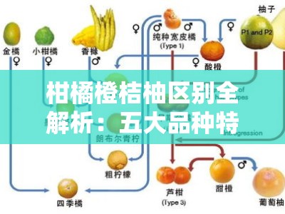 柑橘橙桔柚区别全解析：五大品种特征与辨识方法详解