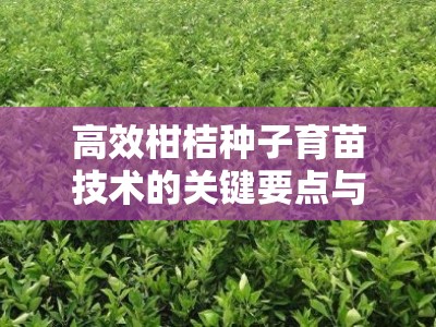 高效柑桔种子育苗技术的关键要点与实践应用