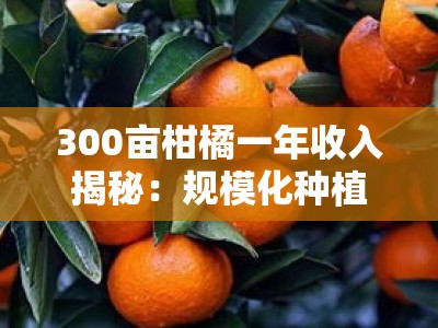 300亩柑橘一年收入揭秘：规模化种植的高效经营与收益分析