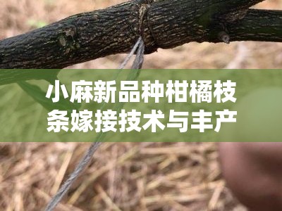 小麻新品种柑橘枝条嫁接技术与丰产栽培要点解析