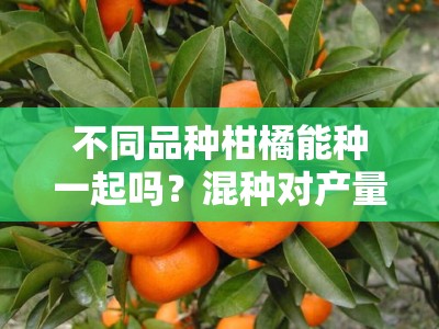 不同品种柑橘能种一起吗？混种对产量与管理的影响解析