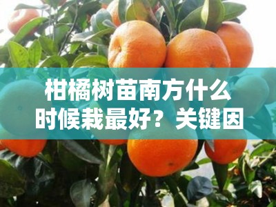 柑橘树苗南方什么时候栽最好？关键因素与最佳栽培时机解析