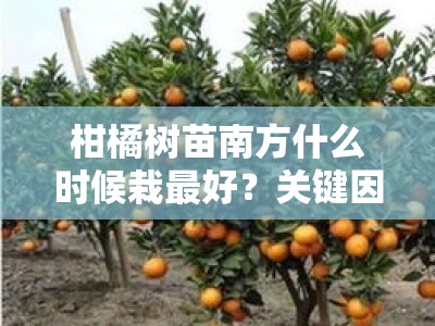 柑橘树苗南方什么时候栽最好？关键因素与最佳栽培时机解析