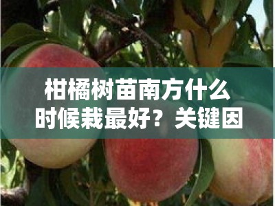 柑橘树苗南方什么时候栽最好？关键因素与最佳栽培时机解析