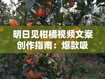 明日见柑橘视频文案创作指南：爆款吸睛技巧与实用脚本解析