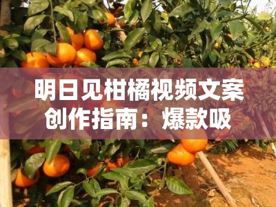 明日见柑橘视频文案创作指南：爆款吸睛技巧与实用脚本解析