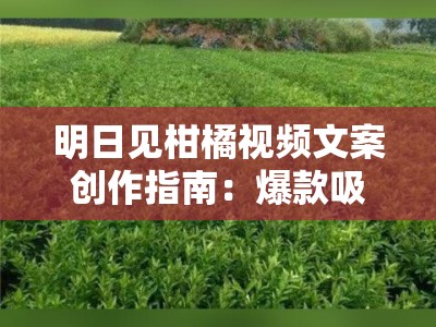 明日见柑橘视频文案创作指南：爆款吸睛技巧与实用脚本解析