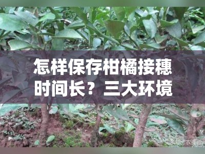 怎样保存柑橘接穗时间长？三大环境控制与保鲜技巧解析