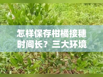 怎样保存柑橘接穗时间长？三大环境控制与保鲜技巧解析