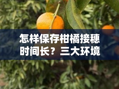 怎样保存柑橘接穗时间长？三大环境控制与保鲜技巧解析