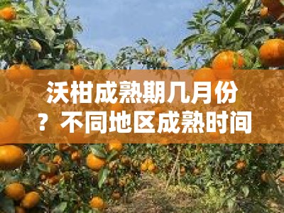 沃柑成熟期几月份？不同地区成熟时间与判断方法解析