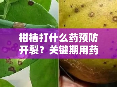 柑桔打什么药预防开裂？关键期用药指南与科学防治方案解析