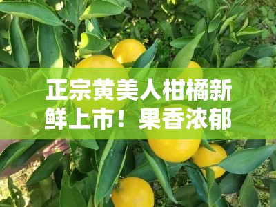 正宗黄美人柑橘新鲜上市！果香浓郁、蜜甜多汁当季现摘＂（18字）