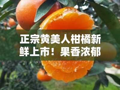 正宗黄美人柑橘新鲜上市！果香浓郁、蜜甜多汁当季现摘＂（18字）