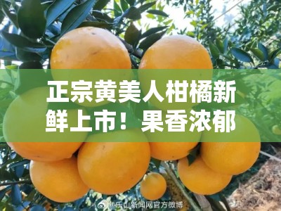 正宗黄美人柑橘新鲜上市！果香浓郁、蜜甜多汁当季现摘＂（18字）