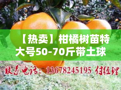 【热卖】柑橘树苗特大号50-70斤带土球 基地直发包邮 当年结果易成活