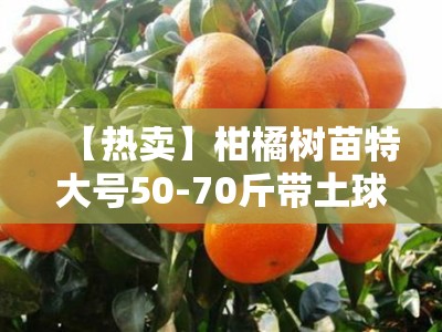 【热卖】柑橘树苗特大号50-70斤带土球 基地直发包邮 当年结果易成活