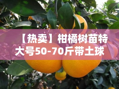 【热卖】柑橘树苗特大号50-70斤带土球 基地直发包邮 当年结果易成活