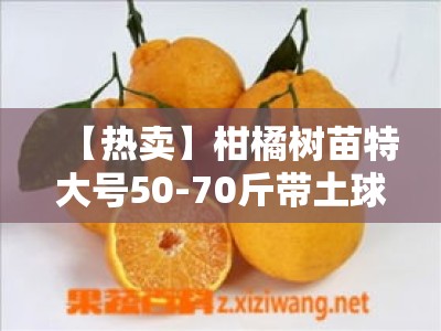 【热卖】柑橘树苗特大号50-70斤带土球 基地直发包邮 当年结果易成活