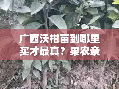 广西沃柑苗到哪里买才最真？果农亲测推荐的三大保真渠道