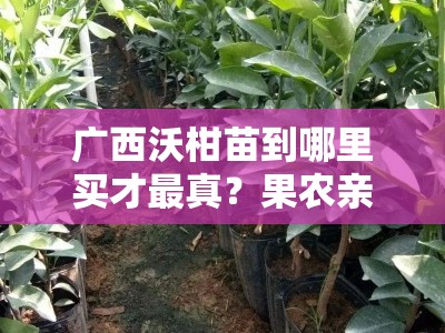 广西沃柑苗到哪里买才最真？果农亲测推荐的三大保真渠道