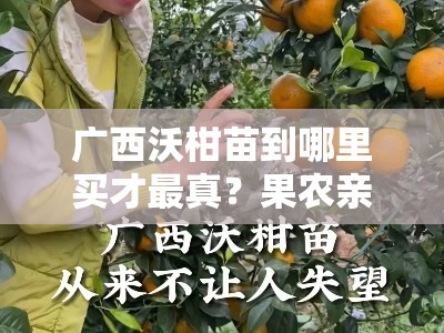 广西沃柑苗到哪里买才最真？果农亲测推荐的三大保真渠道