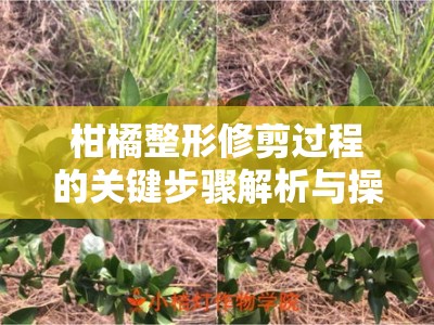 柑橘整形修剪过程的关键步骤解析与操作注意事项