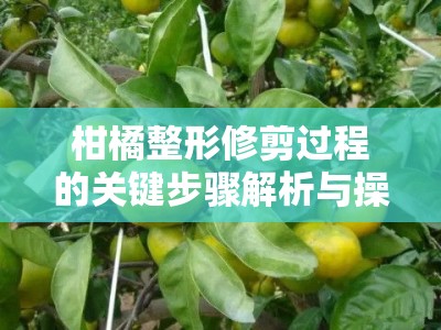 柑橘整形修剪过程的关键步骤解析与操作注意事项