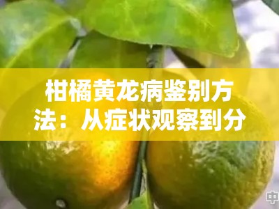 柑橘黄龙病鉴别方法：从症状观察到分子检测的全面解析
