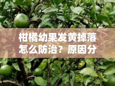 柑橘幼果发黄掉落怎么防治？原因分析及有效防治方法解析