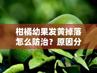 柑橘幼果发黄掉落怎么防治？原因分析及有效防治方法解析