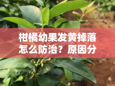 柑橘幼果发黄掉落怎么防治？原因分析及有效防治方法解析