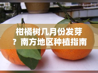 柑橘树几月份发芽？南方地区种植指南及时间解析