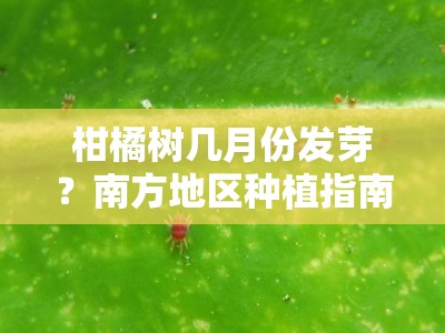 柑橘树几月份发芽？南方地区种植指南及时间解析