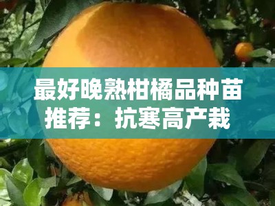 最好晚熟柑橘品种苗推荐：抗寒高产栽培技术及区域种植指南