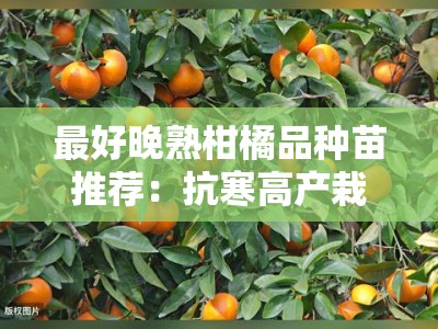 最好晚熟柑橘品种苗推荐：抗寒高产栽培技术及区域种植指南