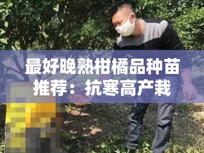 最好晚熟柑橘品种苗推荐：抗寒高产栽培技术及区域种植指南
