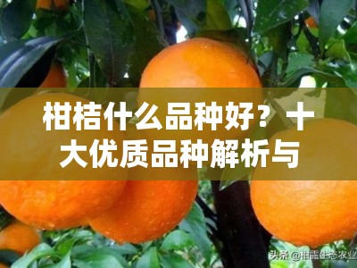 柑桔什么品种好？十大优质品种解析与种植指南