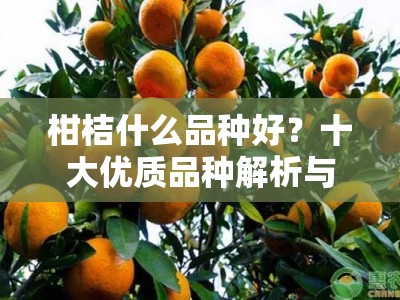 柑桔什么品种好？十大优质品种解析与种植指南