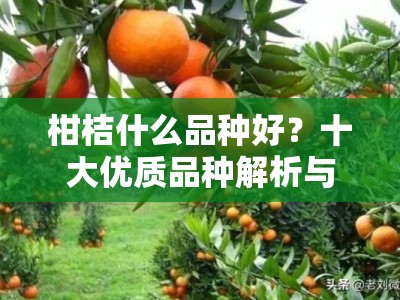 柑桔什么品种好？十大优质品种解析与种植指南