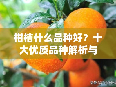 柑桔什么品种好？十大优质品种解析与种植指南