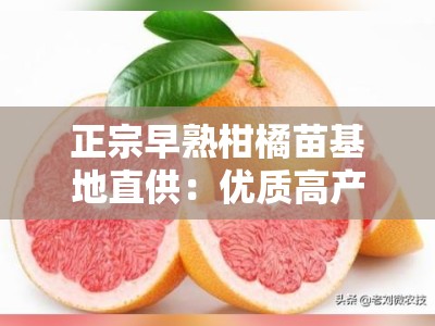 正宗早熟柑橘苗基地直供：优质高产早熟柑橘苗品种推荐