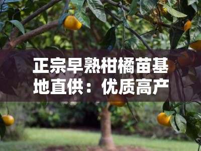 正宗早熟柑橘苗基地直供：优质高产早熟柑橘苗品种推荐