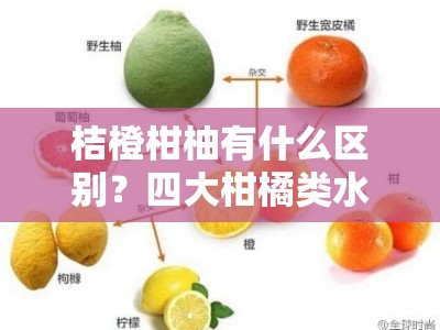 桔橙柑柚有什么区别？四大柑橘类水果特征与区分方法详解