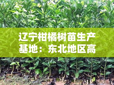辽宁柑橘树苗生产基地：东北地区高产优质种苗培育与供应中心