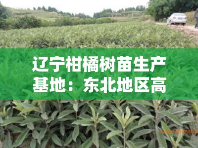 辽宁柑橘树苗生产基地：东北地区高产优质种苗培育与供应中心