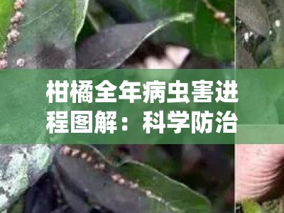 柑橘全年病虫害进程图解：科学防治与关键节点管理指南